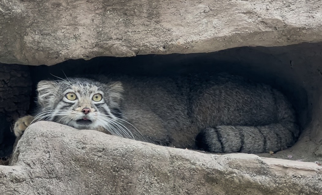 埼玉県こども動物自然公園【公式】🐨 tweet media