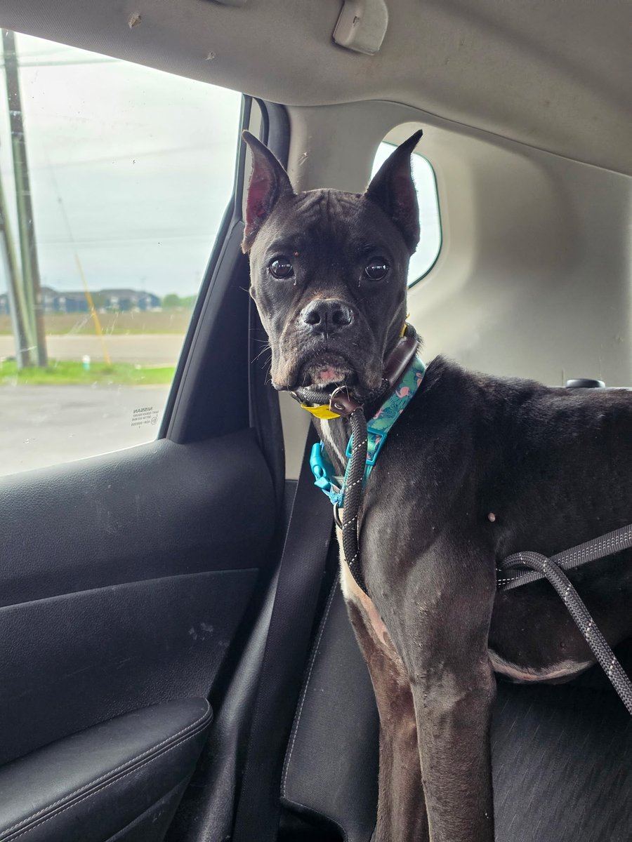 adopt_boxer's tweet image. This skinny boy is Chester (donated name) by the Person Fam in CT. He was picked up as a stray and brought to a southern shelter. No one looked for him. Onward and upward. He will be fully vetted and brought up North asap. He needs a foster/adopter. #helpme #fosterme #boxerdogs