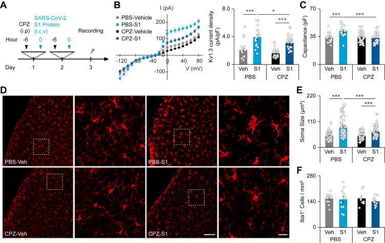 evelio_prieto's tweet photo. Más sobre el ataque cerebral Sars2
🔺🔻🔺LA SUBUNIDAD S1 DE LA PROTEÍNA S DEL SARS2 INDUCE NEUROINFLAMACIÓN
🧵1⃣Artículo de 4 investigadores de Corea del Sur
https://t.co/SNMmtOmHC9 https://t.co/wIho3WMDRv