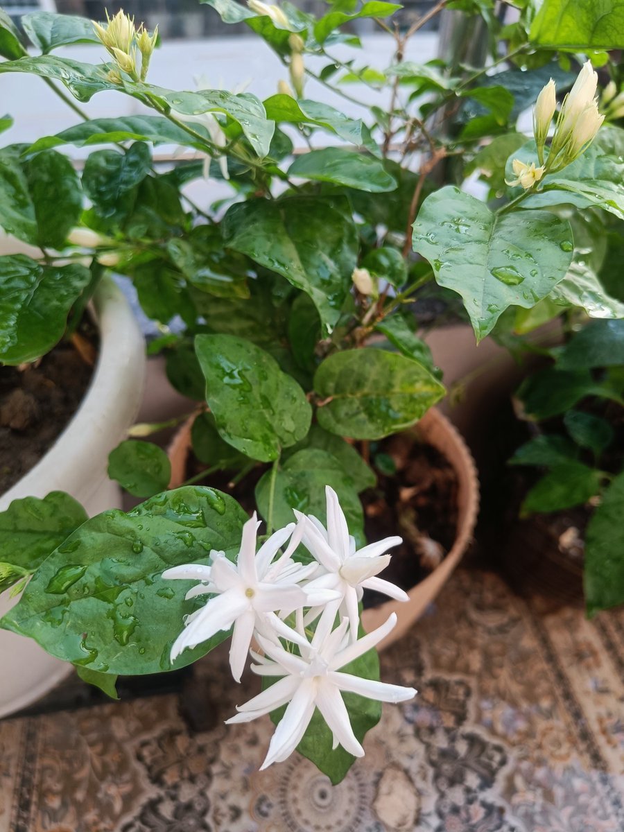 tikulli's tweet image. Morning harvest from my #balconygarden. Dried mint powder pic is from earlier. I'll dry some of the leaves &amp;amp; the rest will be used in various dishes including chutney. Gave a bagful to the next door neighbour. Mogra is blooming in abundance too. #homegrown #gardening