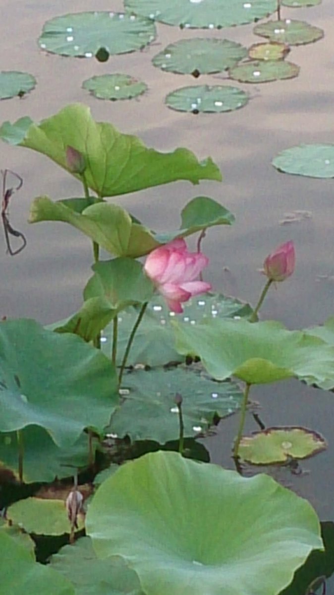 BrainnPower's tweet image. #Greetings 🦚🦋🦚