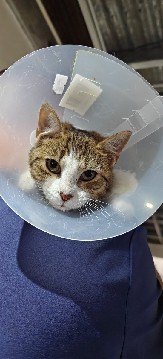 Rescatamos una gatita callejera. Ya la castramos y estamos buscándole una familia. Es super amorosa y chineada. Ya hace sus necesidades en arenero. Gatita busca familia❤️