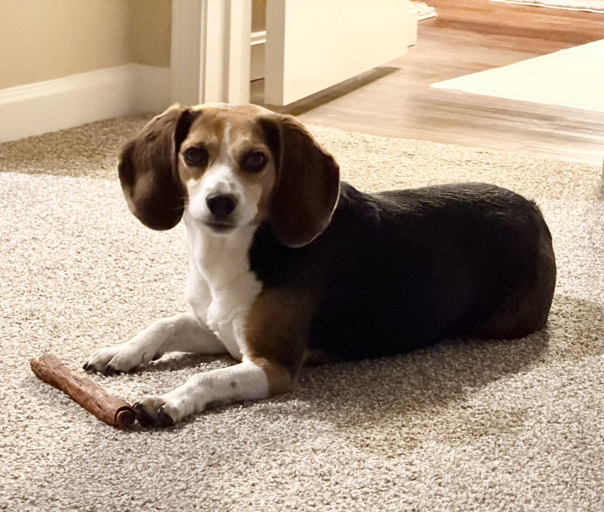 cack1229's tweet image. Ending this #NationalBeagleDay with an extra large treat ❤️
#beaglefacts
