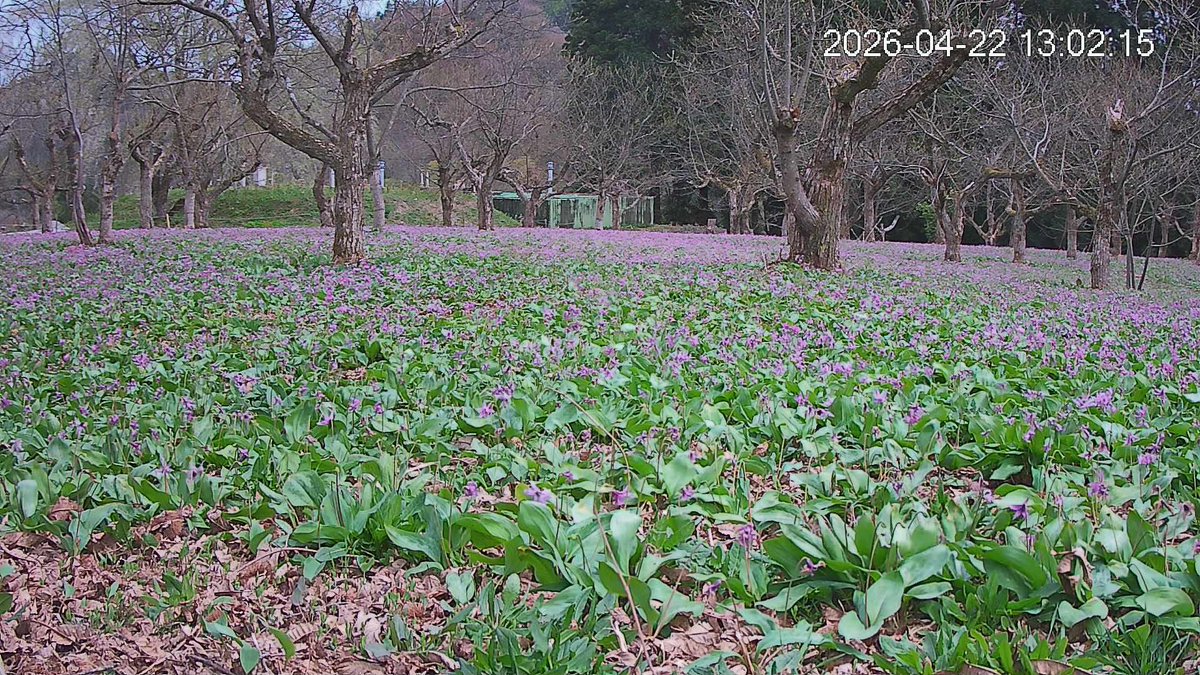 semboku_tourism's tweet photo. 【 #あきた花紀行2026 】
4/23(木)9時現在の開花状況です😌

🌸武家屋敷通りの #シダレザクラ 『散りはて』
🌸桧木内川堤の #ソメイヨシノ 『散りはて』
🌸刺巻湿原の #水ばしょう 群生地
　 『葉が目立ってきている』
🌸八津鎌足の #かたくり 群生の郷
　 『日当りの良い所見頃終盤、それ以外見頃』 https://t.co/EfizBs2Xpc