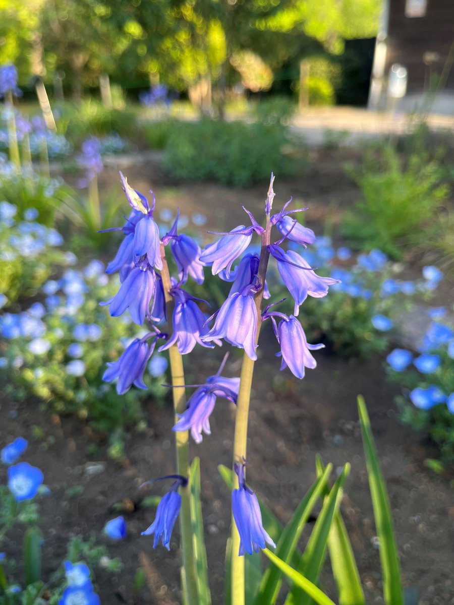 みかも山公園西口・香楽亭前の花壇では、 シバザクラやネモフィラ