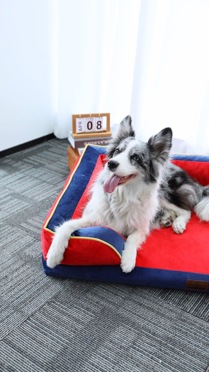 ComfortExpca's tweet image. POV: you bought a bed for your dog… and now it runs the house. 👑🐶
Bold outside, soft inside — just like its personality. 😌🔥

#ComfortExpression #petdecor #dogbed #petstyle #dogmomlife