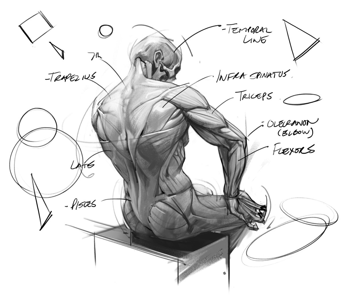 saqomolo's tweet image. Study of the back muscles! #anatomy #humananaotmy #drawing #lineart #drawing #sketches #brushwork #muscles #backmuscles #figuredrawing #gesturedrawing #gottogetbetter