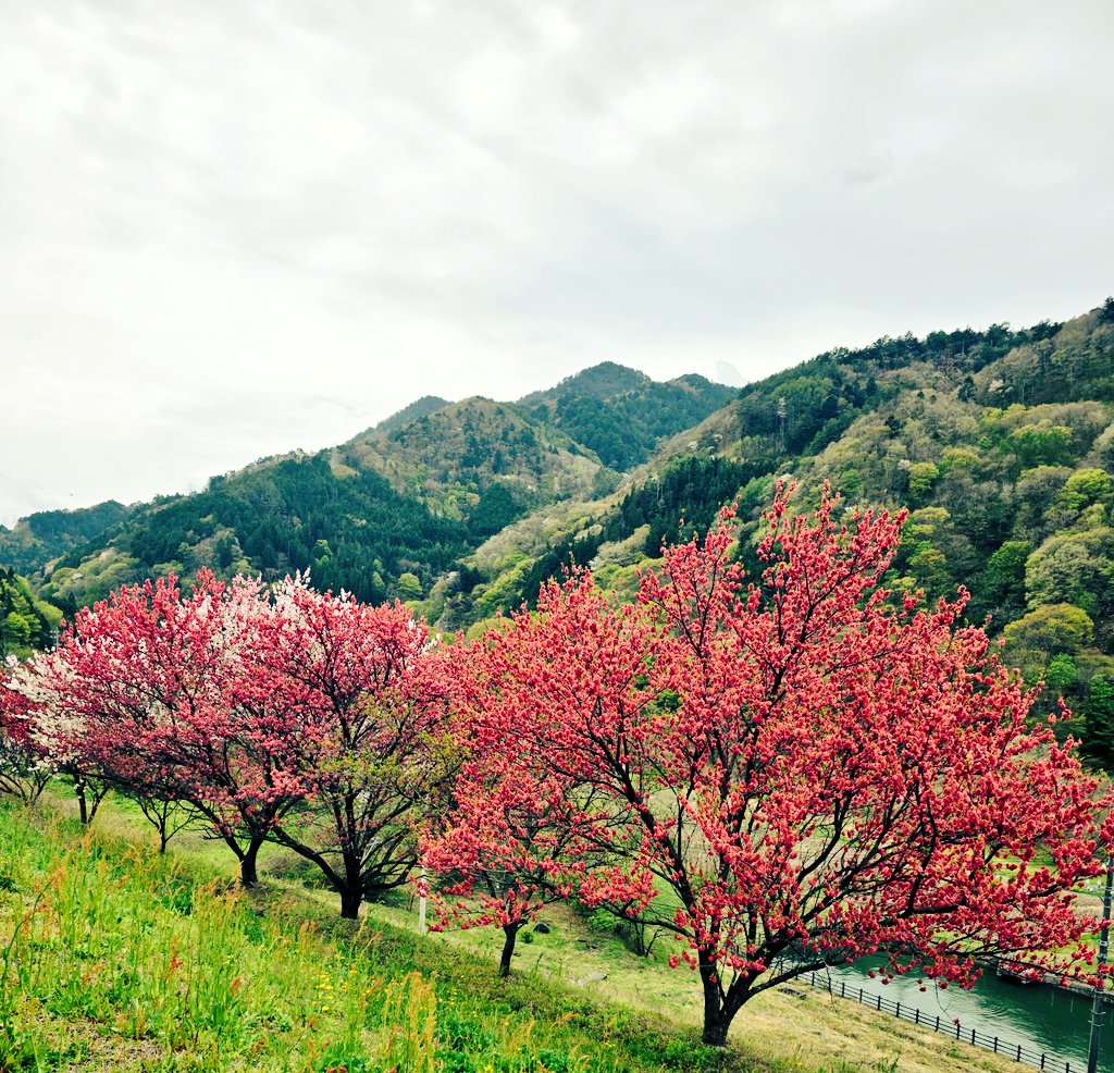 IPUわなぶるぶる¹¹ ピュー tweet media