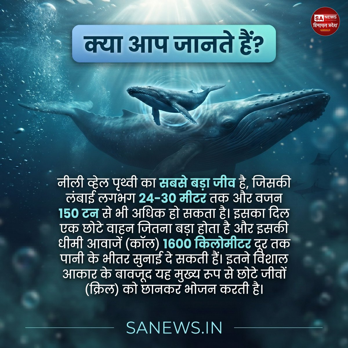 sanewshimachal's tweet image. क्या आप जानते हैं?

#DidYouKnow  #bluewhale #OceanFacts  #WildlifeKnowledge  #marinelife  #educationalpost #sanewshimachalpradesh