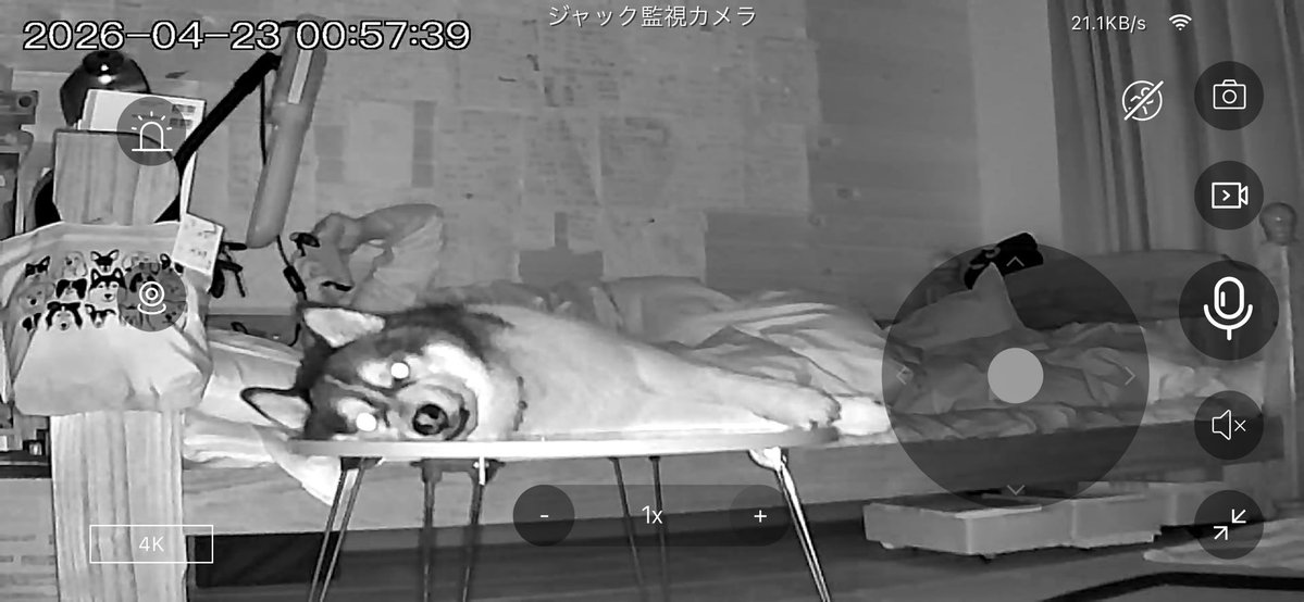 飼い主 tweet media