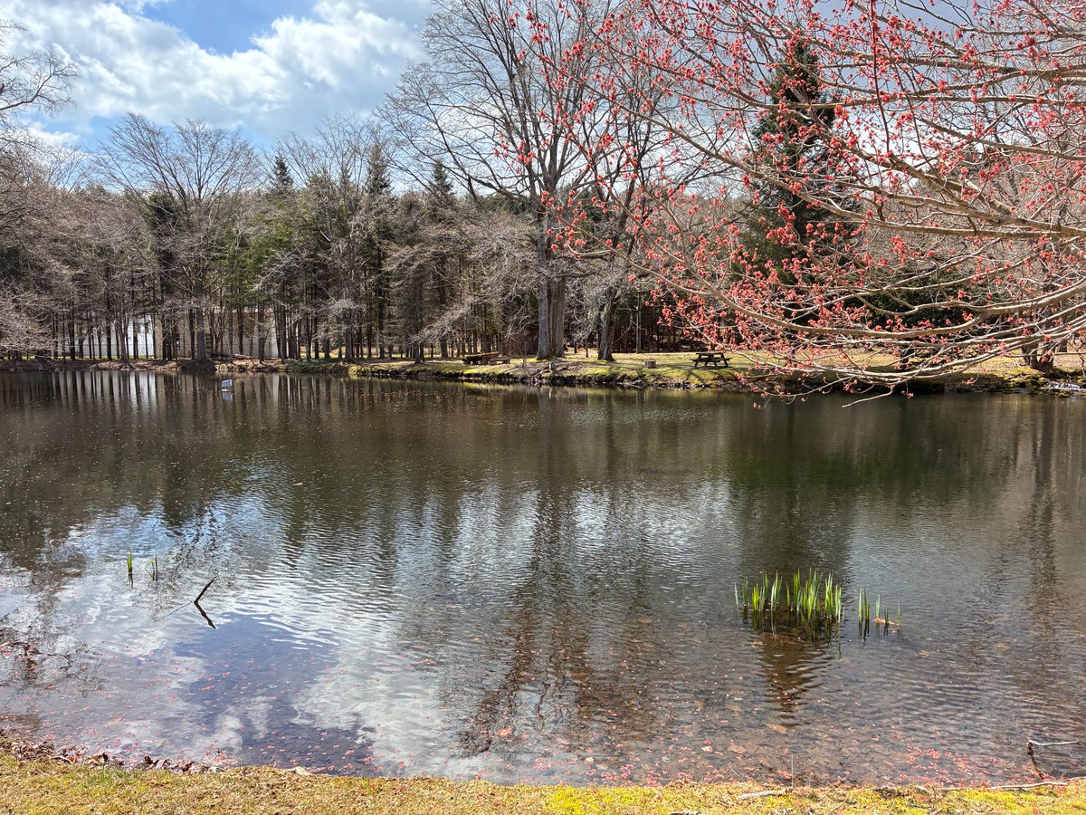 北海道大学苫小牧研究林 tweet media