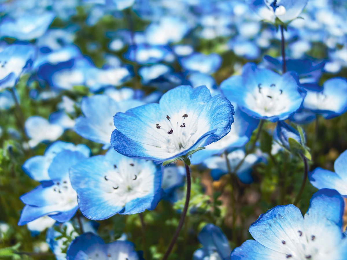 空乃Mikan tweet media