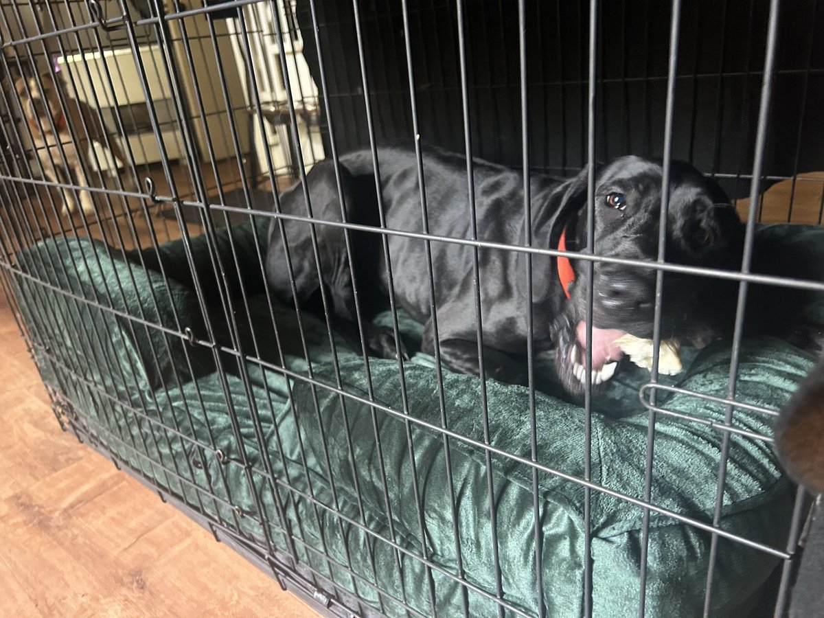 Michael Oxford - AKA The Santa Cruz Mountain Goat tweet media