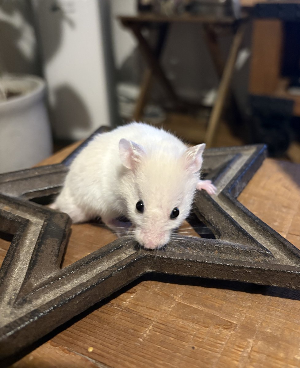 p2x_official's tweet image. FM福岡 DIG!!!!!!!!FUKUOKAにて
ラジオ番組「P2 presents ペットさんといっしょ」が絶賛放送中！
 fmfukuoka.co.jp/program/P2/ 

４月２３日放送　バリちゃん・レオくん 
２月５日放送　マルオくん・マロンくん  

皆様のご応募お待ちしております！ 
#ペットさんといっしょ #p2 #福岡 #ラジオ