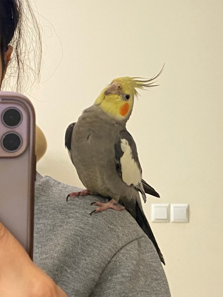 𝖪𝖺𝗍𝗁𝖾𝗋𝗂𝗇𝖾 𝖳𝗈𝗋𝗋𝗂𝖼𝖾𝗅𝗅𝗂 tweet media