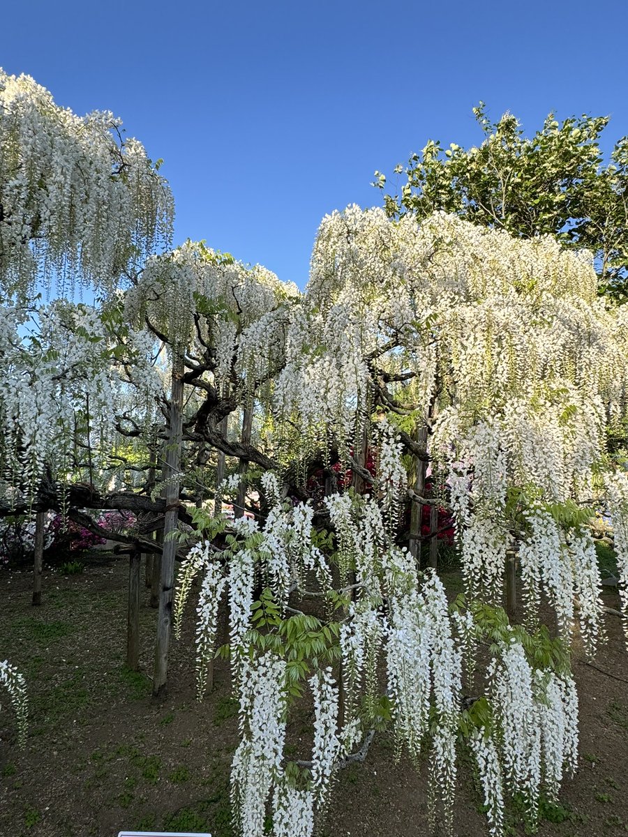 ももじこ tweet media