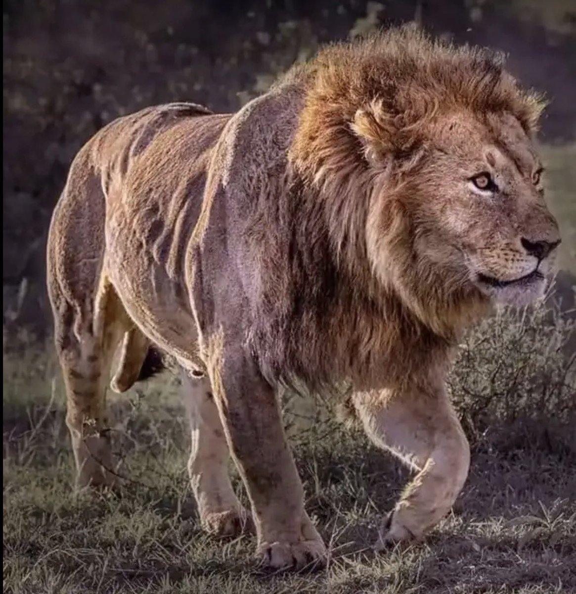 King Panthera tweet media