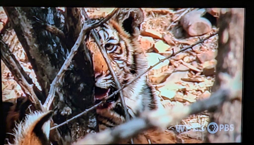 Good evening from Ottawa 🇨🇦! It's <a href="/PBSNature/">Nature</a> night at our house &amp; tonight we watched a story about a man who has spent 50 years trying to protect tigers in India,despite near extinction due to poaching.😿😾He even knew generations of the same tiger family. 🐯🧡 So good! #Cats