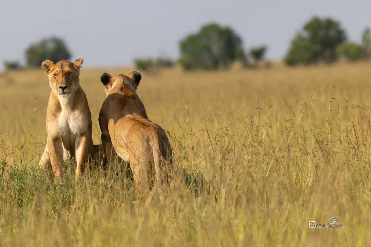 anEMDN_com's tweet image. 7th day, morning trip, Masai Mara, 3rd batch. 
اليوم السابع، جولة صباحية، مساي مارا، المجموعة الثالثة. 
#Kenya #MasaiMara #Wildlife #Nature   290126. 
P1