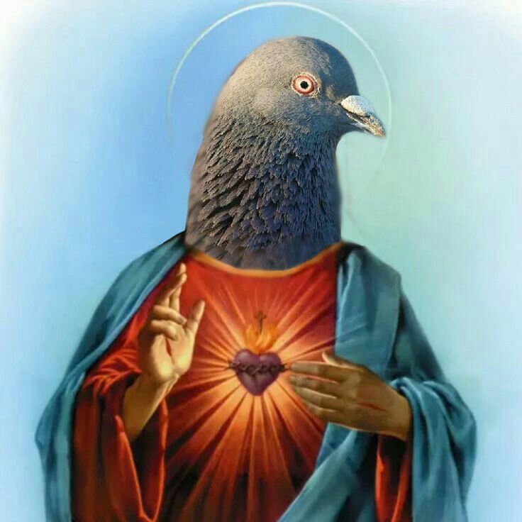 Pigeon tweet media