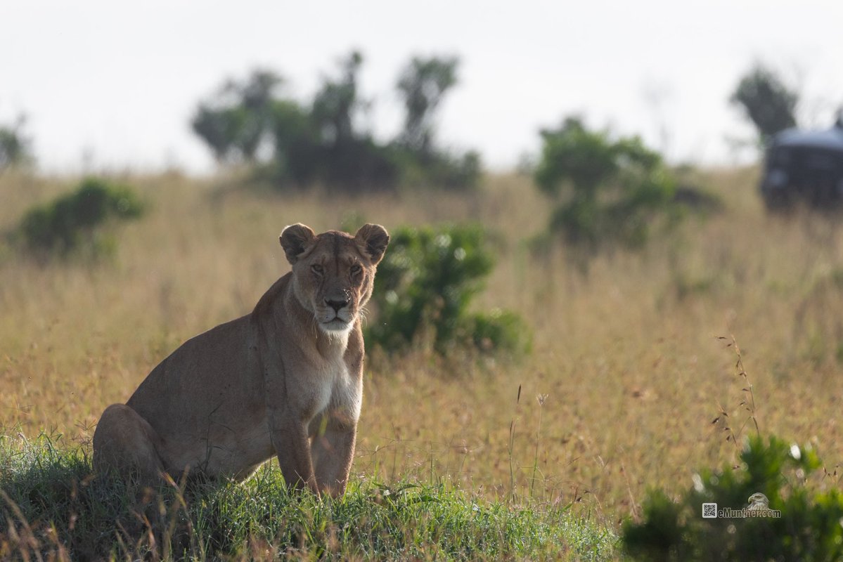 anEMDN_com's tweet image. 7th day, morning trip, Masai Mara, 3rd batch. 
اليوم السابع، جولة صباحية، مساي مارا، المجموعة الثالثة. 
#Kenya #MasaiMara #Wildlife #Nature   290126. 
P2