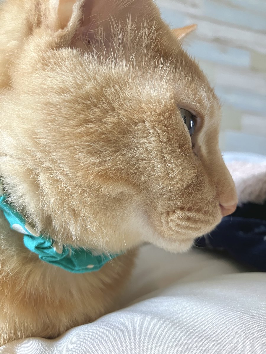 ぽぴ🦊👓 tweet media