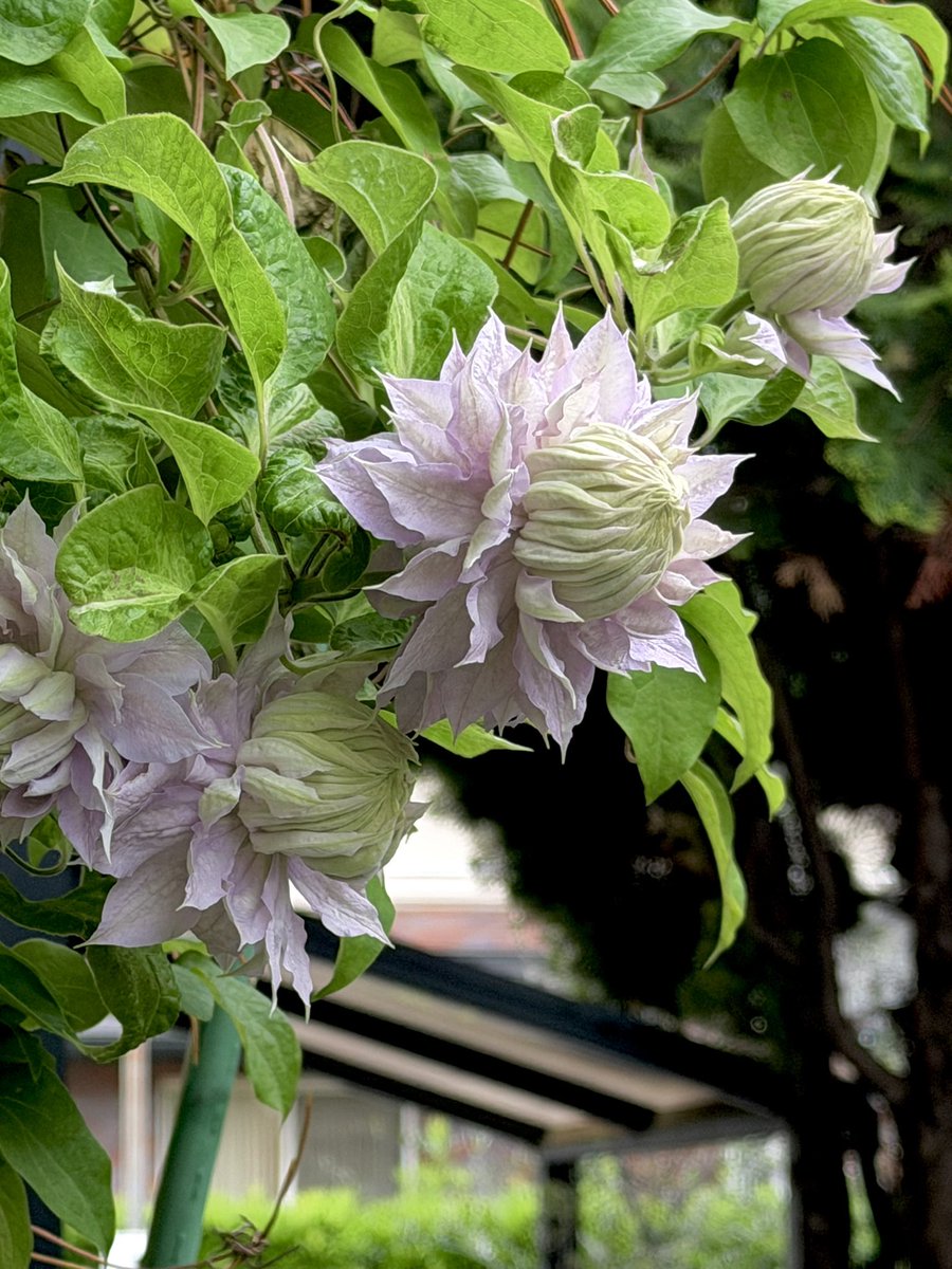 あげは tweet media