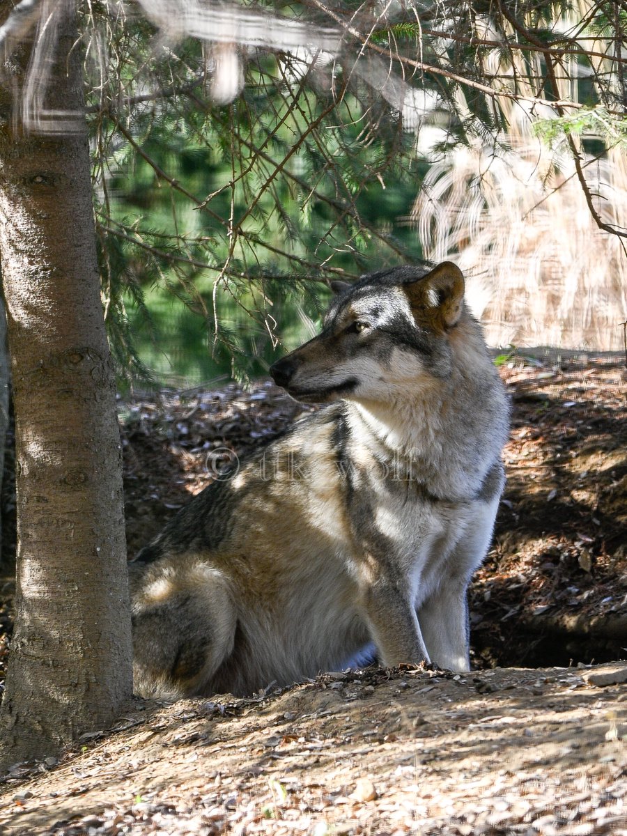 たつき🐺wolf photographer tweet media