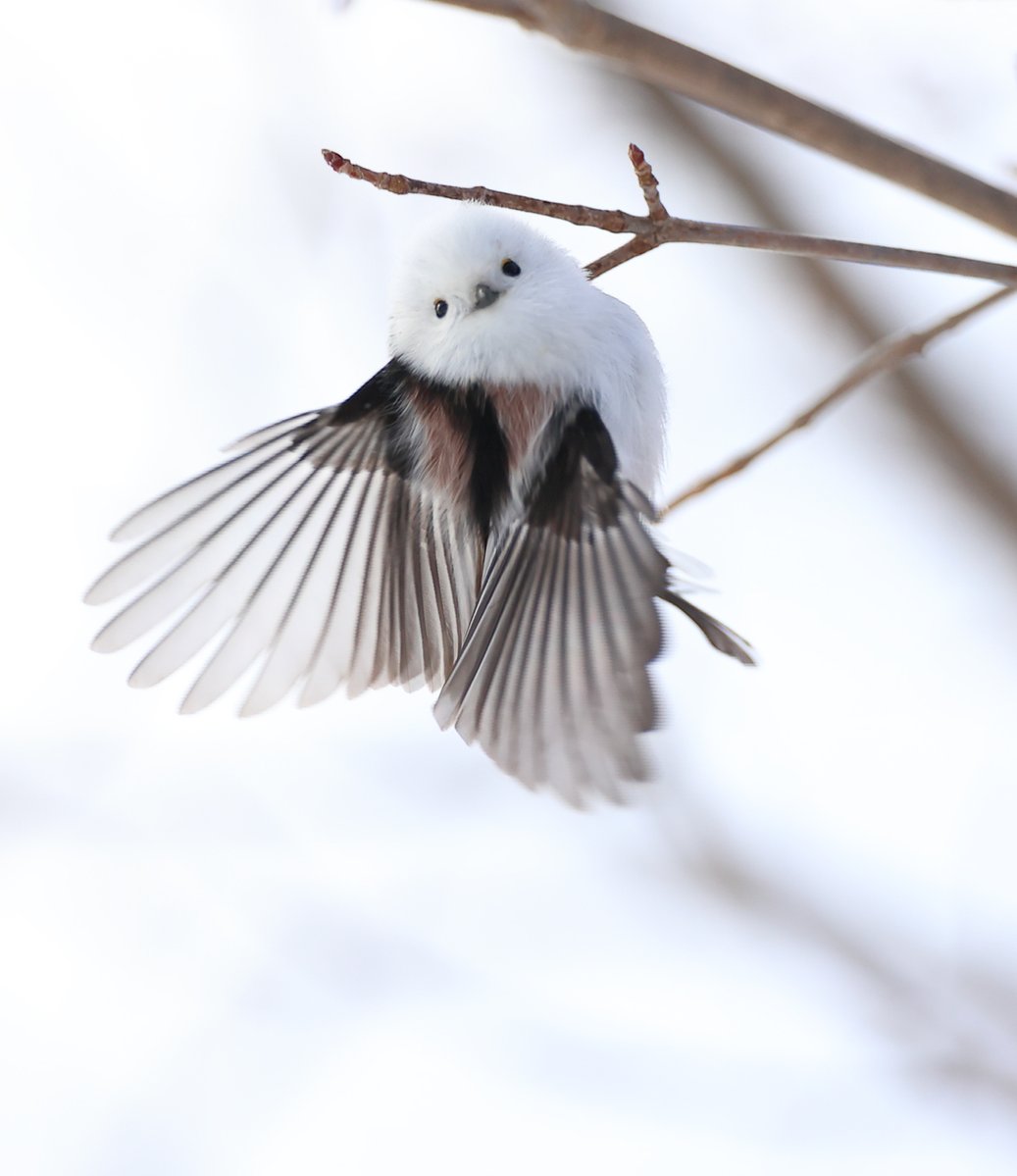 ぼく、シマエナガ。 tweet media