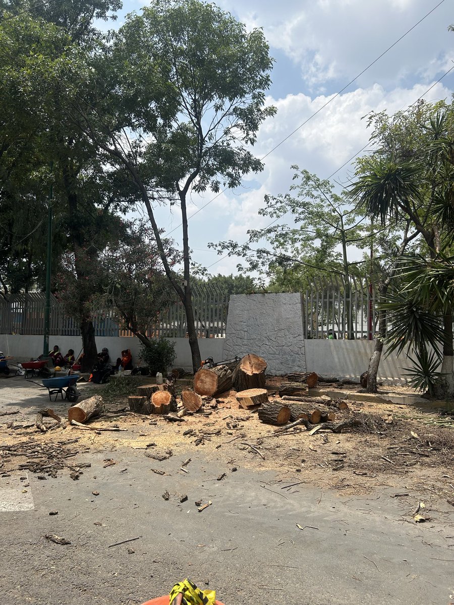 OswAriel's tweet photo. El @GobCDMX y la @AzcapotzalcoMx están tirando árboles para la construcción de la Utopía Azcapotzalco. Afuera del Deportivo Ceylan. Se agradece su ayuda para difundir @latinus_us @Azteca @RicardoBSalinas https://t.co/o4kOz31oUN