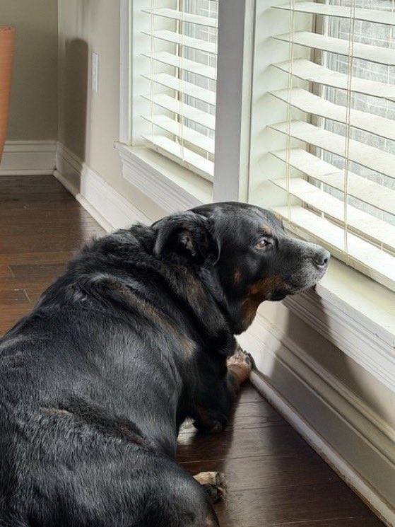 MichaPW2O's tweet image. A lazy and rainy Saturday! Hope you guys are having a great day! #Doggo #MansBestFriend #Jake