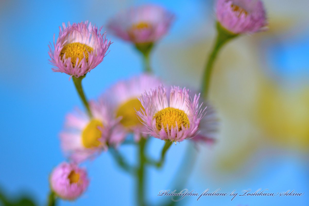 sekinetoshikazu's tweet image. ＜花写真 写真集＞#202

ハルジオン   #ハルジオン

 花写真シリーズは  500px.com/p/sekinetoshik… 

#flower #Flowwers 
#花 #花写真 
#nikon #D800 #D800E #マクロ #macro 
#植物 #plant 
#山野草 #雑草 #貧乏草
#自然 #いのち #ひかり