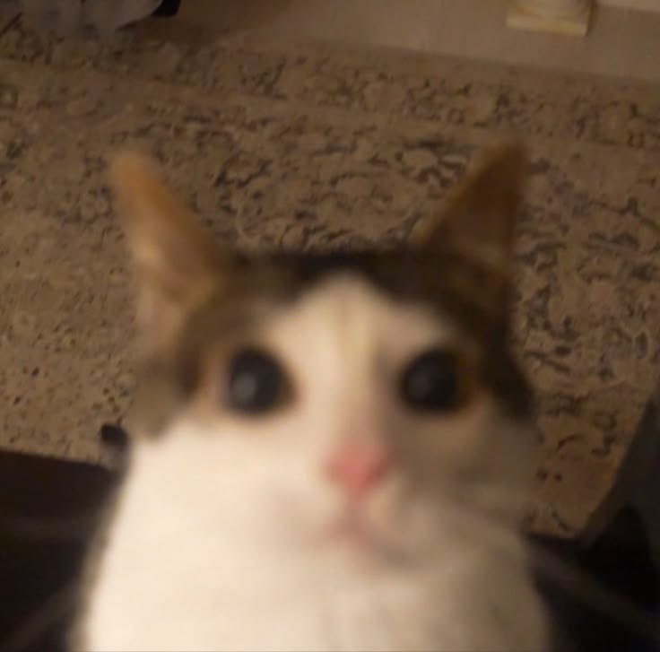 𝚠𝚘𝚠 tweet media