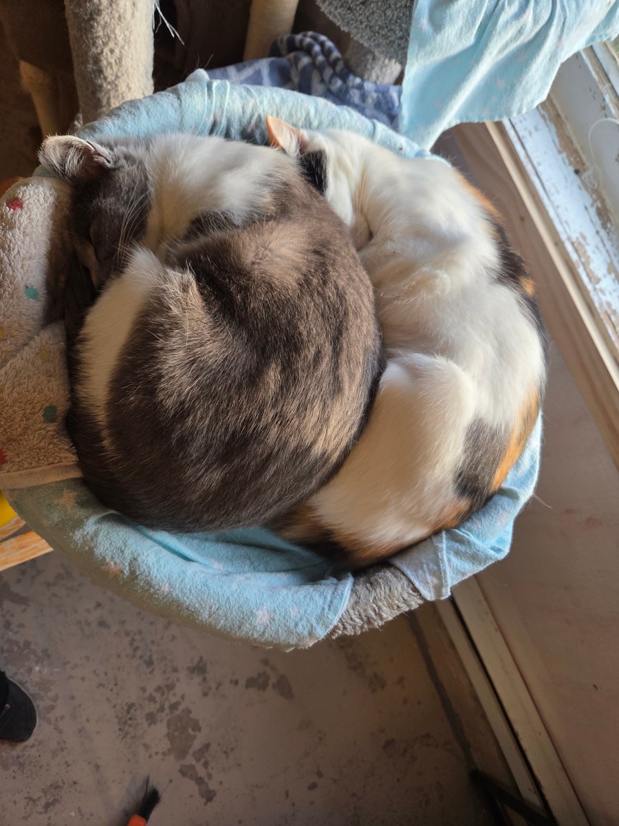 Happy Tails to Bonnie and Mavis who were adopted together!!!
We are so happy to see them getting to stay together!

#Adopted #Yay #StayTogether #SoSweet