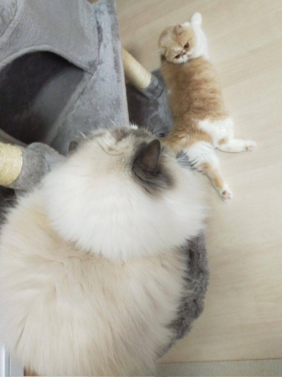 猫カフェ にゃーにゃーにゃー (@nekocafenya) / Posts / X