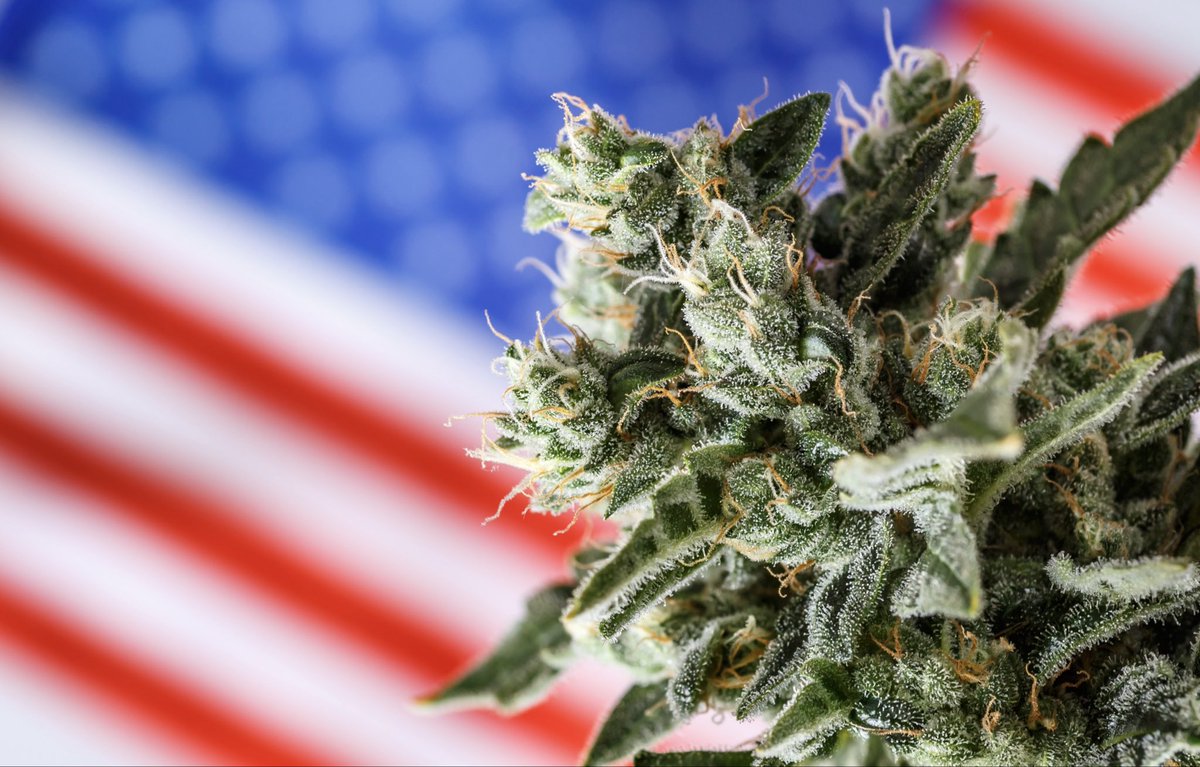 STONERS R US 🍃 tweet media