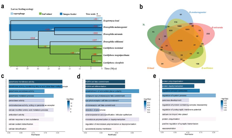 IntegrativeZool's tweet image. 🆕 New in Integrative Zoology
🪰 How do insects adapt to plant diets?
In Lordiphosa clarofinis, multi-omics reveals coordinated changes in detoxification, metabolism, and gut microbiota enabling herbivory.
Read: doi/10.1111/1749-4877.70110
#Evolution #Ecology