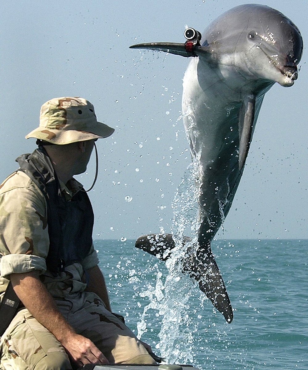 sigmar1583's tweet photo. The Soviet Union trained dolphins to be spies.
Not a joke.
During the Cold War, the USSR recruited bottlenose dolphins for military service.
Their missions:
— Detect enemy submarines
— Plant bombs on enemy ships
— Kill enemy divers with CO2 injections
They were stationed in Sevastopol, Black Sea.
They were paid in fish.
When the USSR collapsed, Ukraine inherited the program.
By the 1990s, Ukraine couldn’t afford to feed them.
They sold some to Iran.
Meanwhile, the US Navy had the same program.
Two superpowers. Decades of investment. A secret dolphin arms race.
Oh — and Red Alert got it completely backwards.
In the game, the Allies use dolphins.
In reality? It was the Soviets.
Sometimes the truth is stranger than the fiction.
Which Cold War secret do you think we still don’t know about?