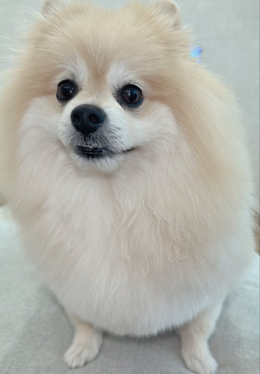 kyuchaka's tweet photo. 歯チョロリンの歯チョロリン犬🦷 ‼️‼️‼️‼️‼️‼️‼️‼️‼️‼️‼️‼️‼️‼️‼️‼️‼️‼️‼️‼️‼️‼️‼️ https://t.co/Bs6xxrwHna