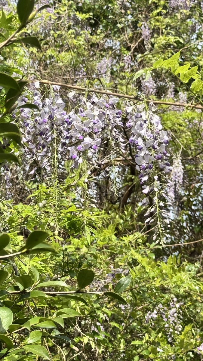 Sari🦒にじいろ絵描き tweet media