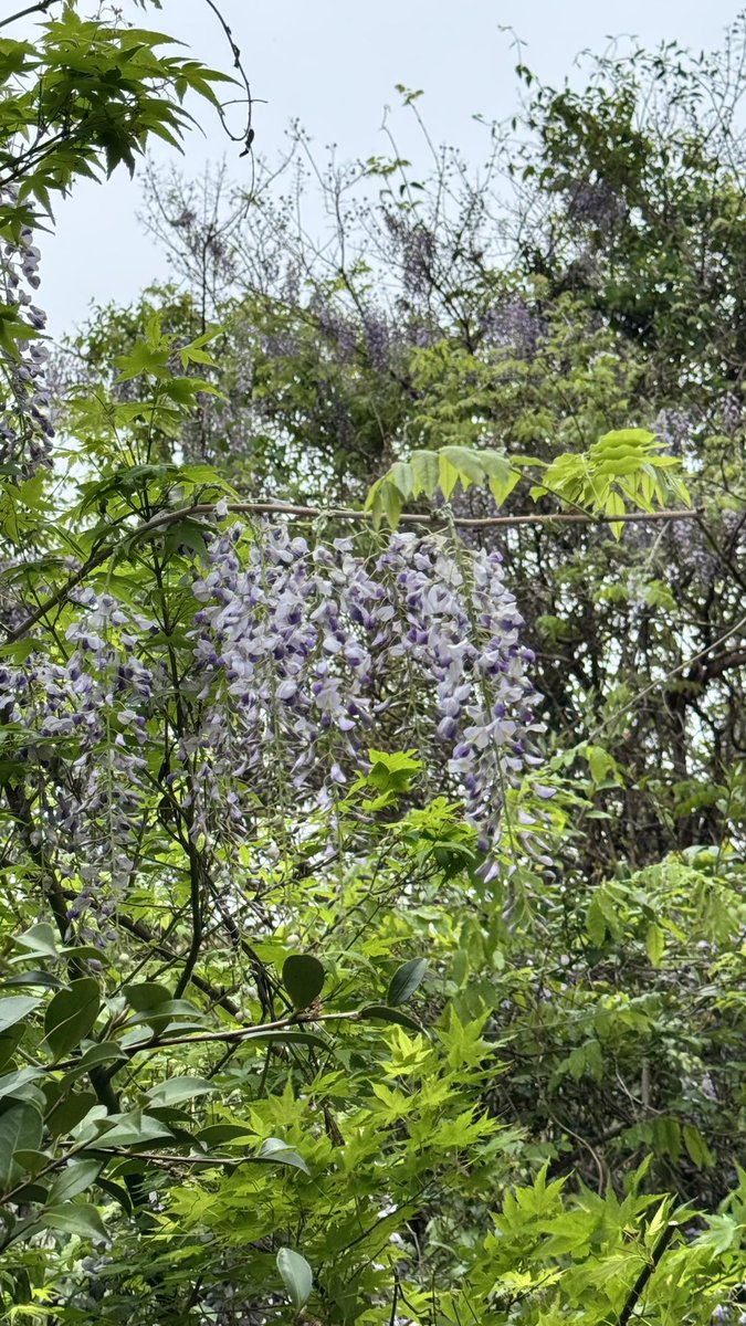 Sari🦒にじいろ絵描き tweet media