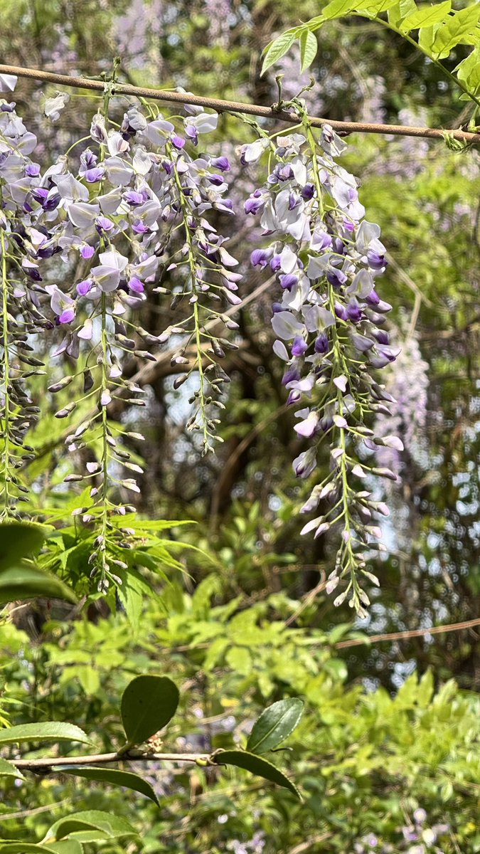 Sari🦒にじいろ絵描き tweet media