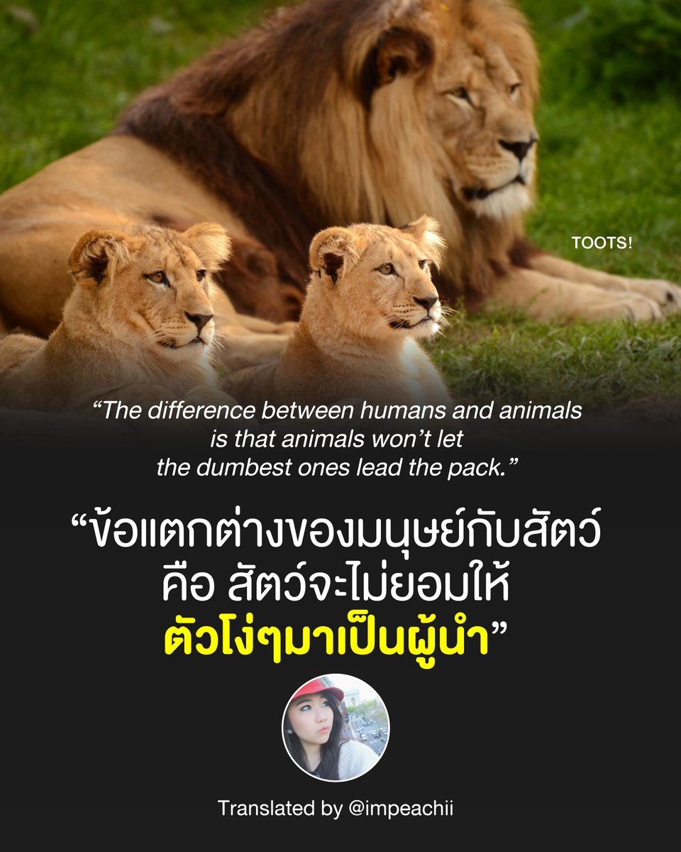 tootsyreview's tweet photo. “The difference between humans and animals is that animals won’t let the dumbest ones lead the pack.”

“ข้อแตกต่างของมนุษย์กับสัตว์ คือ สัตว์จะไม่ยอมให้ ตัวโง่ๆมาเป็นผู้นำ”

ผมชอบข้อความนี้ตรงที่ว่า

สัตว์เป็นสิ่งมีชีวิตที่ "ซื่อสัตย์" และคิดแบบ "ตรงไปตรงมา" ไม่ได้ซับซ้อนเท่ามนุษย์ คนที่ควรได้เป็นผู้นำ เลยไม่ได้ต้องคิดยากขนาดนั้น ผู้นำคือตัวที่มันมั่นใจว่านำ���ด้จริงๆ

แต่พอมาเป็นผู้นำของ "คน" ชีวิตมีเงื่อนไขเยอะขึ้นมาก ไม่ได้ดูแค่ฉลาด หรือเก่ง แล้วให้นำได้เลย

- เป็นคนของใคร? นามสกุลอะไร?
- กติกาออกแบบให้ใครชนะ?
- มือที่มองไม่เห็นกุมอำนาจอยู่เบื้องหลังหรือไม่? มีอำนาจเต็มตัวจริงๆไหม?
- ผลประโยชน์ตกที่ฝั่งไหน?
- สถานะสังคมของคนคน��ั้นเป็นยังไง?
- มีพวกพ้อง connection หนุนหลังหรือไม่?
- ใครบ้างที่ได้ประโยชน์จากการนำของผู้นำคนนั้น?

แค่ฉลาดหรือเก่ง ไม่ได้หมายความว่าจะถูกเลือกให้นำได้ สัตว์ไม่ซับซ้อนแบบมนุษย์ ทำให้ผู้นำของมัน มี Function ที่ตอบโจทย์สิ่งที่บริวารต้องการ มันจึงนำฝูงได้

ข้อความนี้ชวนฉุกคิด และจุกอยู่ครับ เราเป็นคนแท้ๆ มนุษย์ที่บอกว่าเจริญกว่าสัตว์อื่นๆ ด้วยวิวัฒนาการที่ก้าวหน้า และสมองที่ล้ำเลิศ ยกย่องตัวเองสูงกว่าสัตว์ แต่เรากลับด้อยกว่าสัตว์ ในการเลือกผู้นำ

เหมือนจะเป็นข้อความจิกกัดผู้นำ แต่กลับเป็น Fact ของสัตว์สังคมทั่วไป ที่มนุษย์ไม่เป็นแบบนั้น

#ตุ๊ดส์review

======

FACEBOOK POST :
https://t.co/eCKtQZXUEU

======

ฝากช่องทางต่างๆของบอย ตุ๊ดส์review :
https://t.co/04tJb8zcas
https://t.co/C7HFAS0Gby
https://t.co/qfcSflewGd
https://t.co/VTDOnL69tr
https://t.co/ic0gyGSKnI
https://t.co/Nj7VfQMcT4
https://t.co/vJ6PcERUHa
