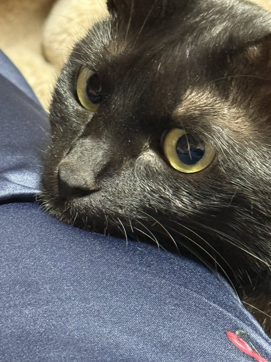 むゆう tweet media