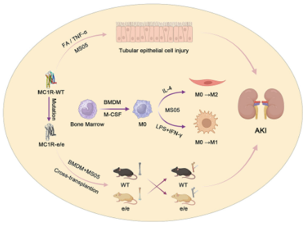 IntegrativeZool's tweet photo. 🆕 New in Integrative Zoology

🧬 Can MC1R signaling protect against kidney injury?

In AKI models, MC1R reduces tubular damage and inflammation by inhibiting NF-κB and limiting M1 macrophage polarization.

Read: doi/10.1111/1749-4877.70113 https://t.co/C8pmq4PT0Y