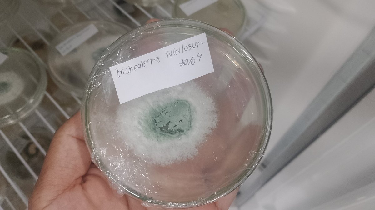 Lazarento tweet media