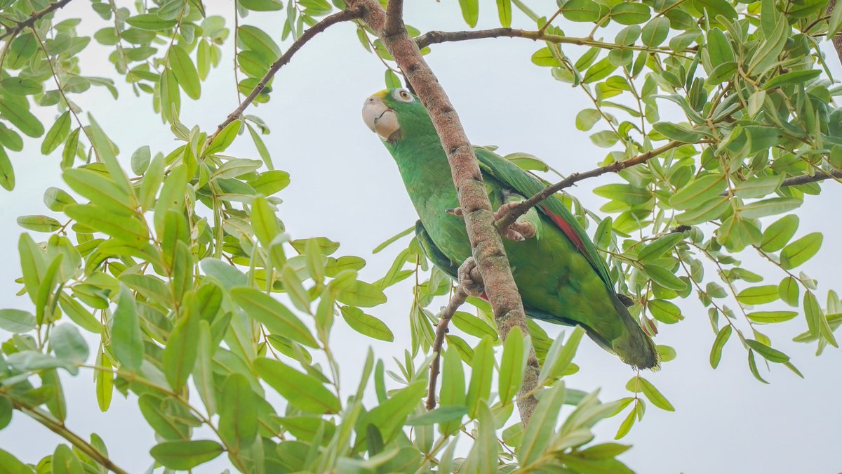 Ambientebogota's tweet image. 🔙#TBT en fotos📸| Conoce las imágenes y los detalles de la liberación de 66 animales silvestres en el Meta gracias a la labor de @Ambientebogota y entidades aliadas &amp;gt;&amp;gt; acortar.link/HOhcLx