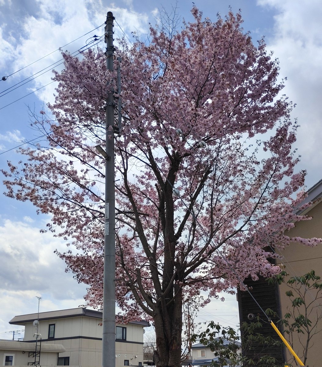 帯広のｷｸﾁ別邸🍄家パチD.I.Y素人 tweet media