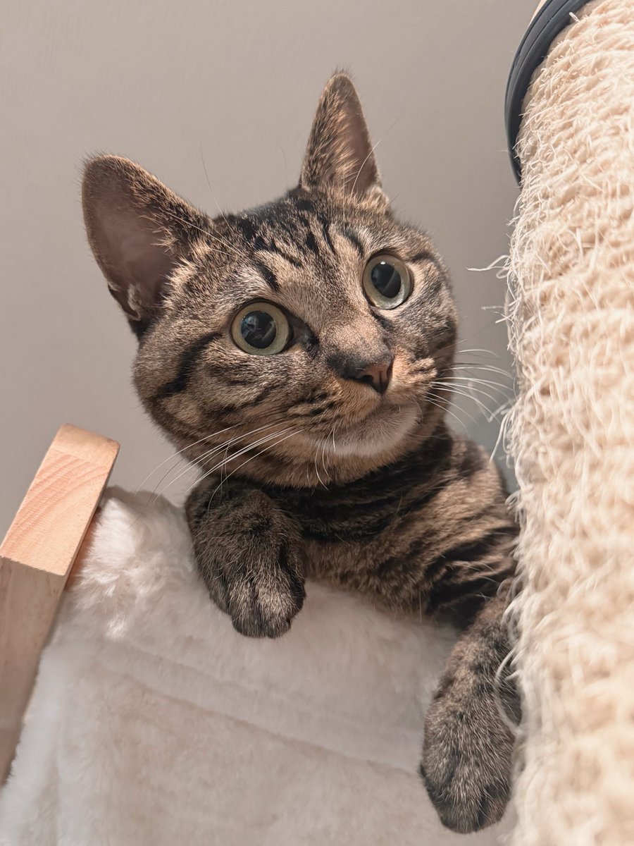 人間🐈🐱 tweet media