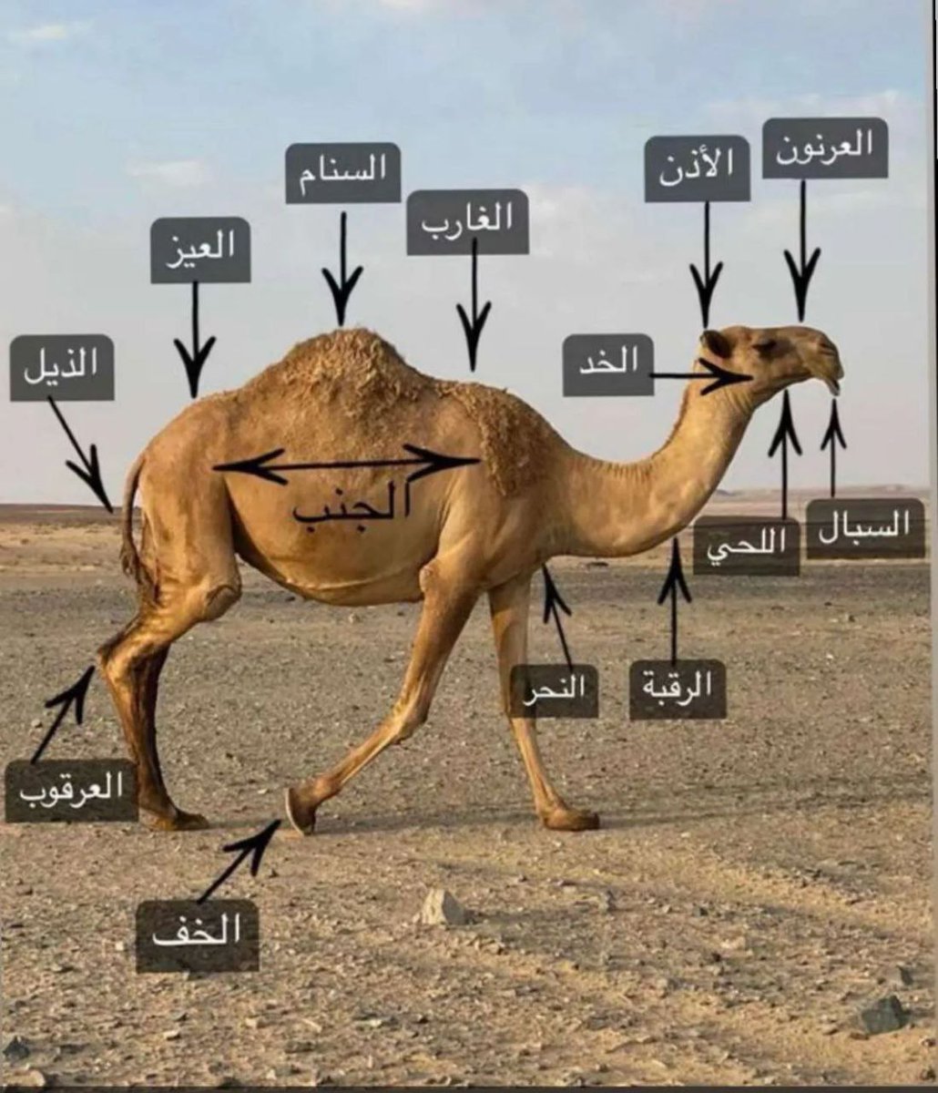 زياد🛡️ZIYAD tweet media